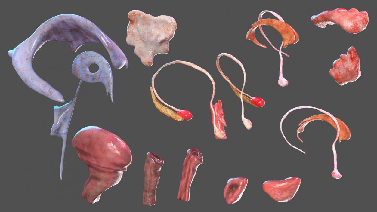 3D Girl Internal Organs Anatomy model