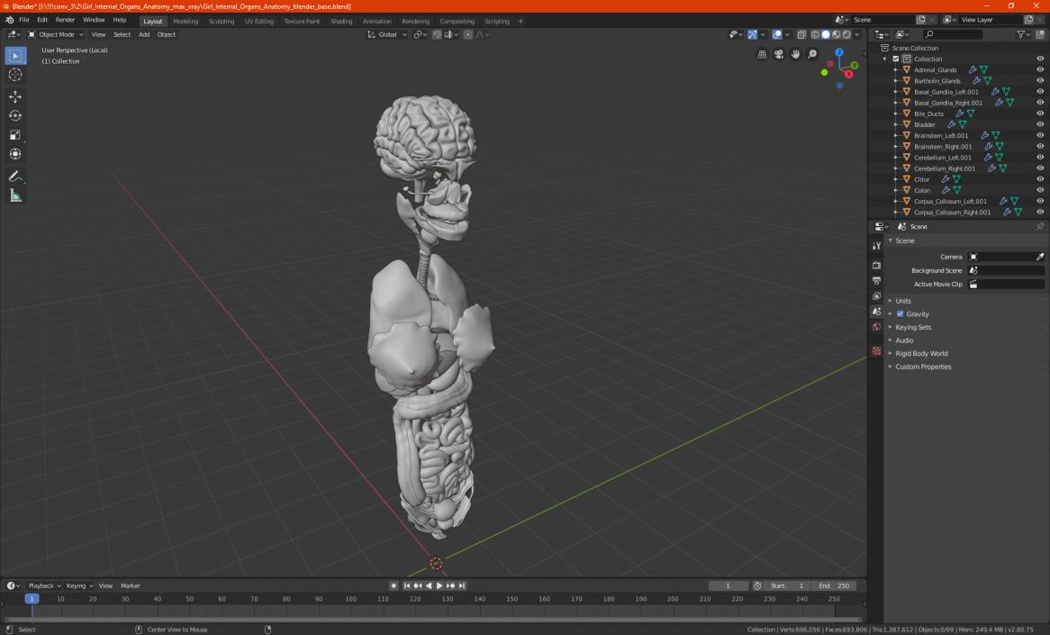 3D Girl Internal Organs Anatomy model