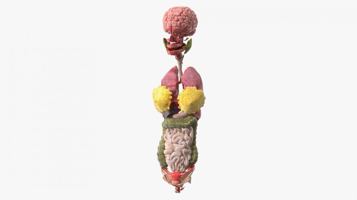 3D Girl Internal Organs Anatomy model