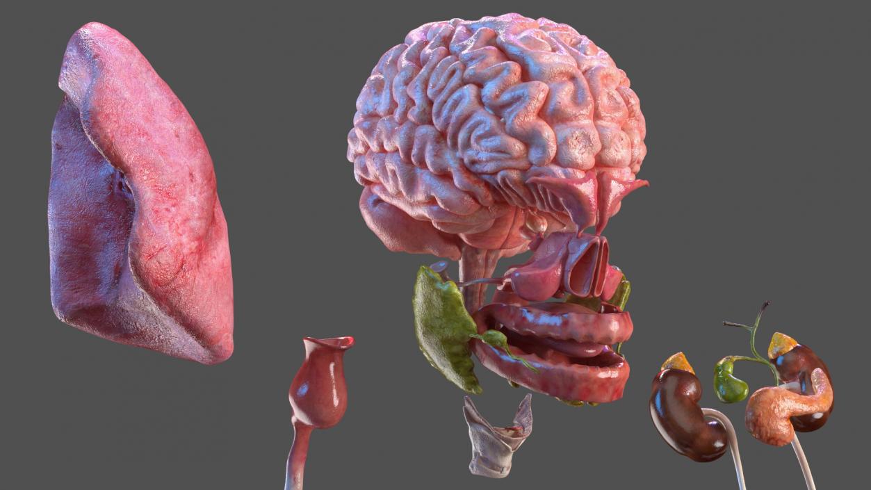 3D Girl Internal Organs Anatomy model