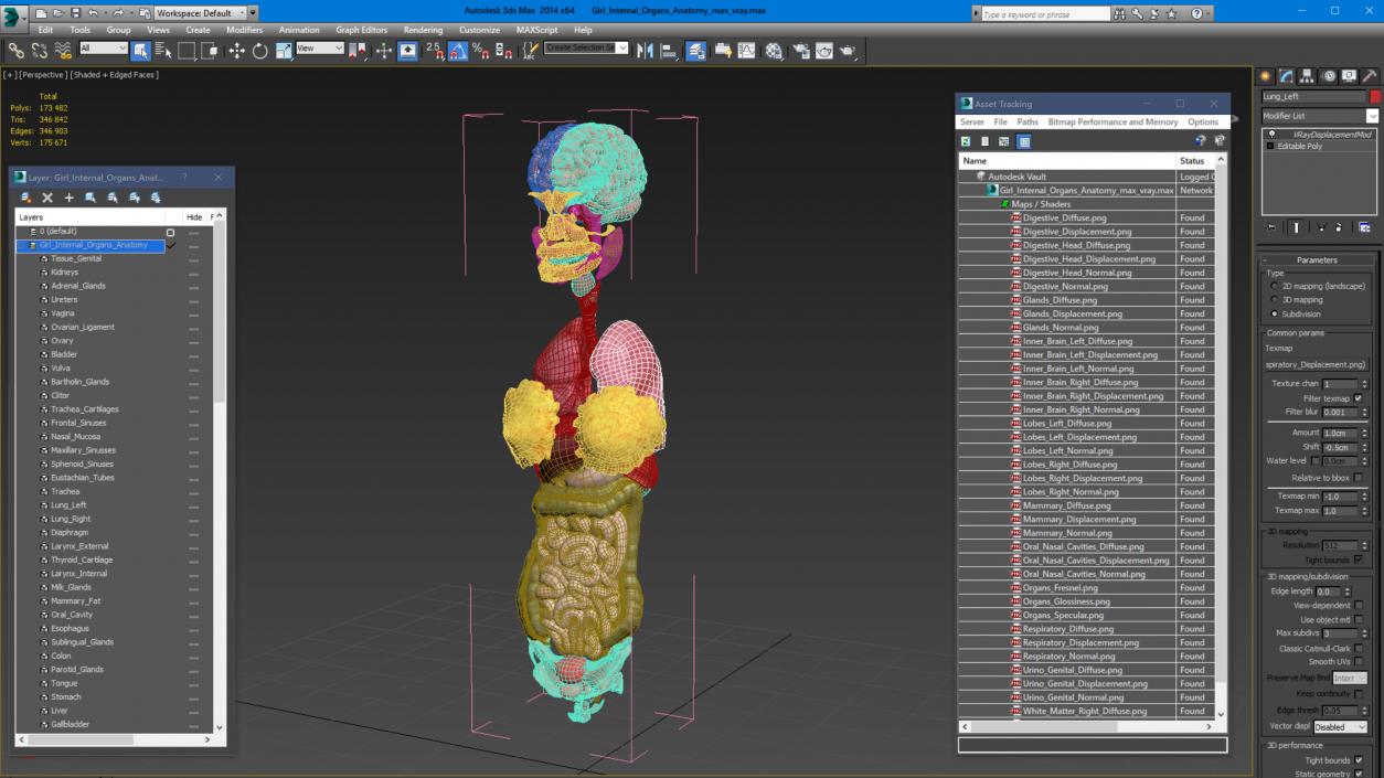 3D Girl Internal Organs Anatomy model