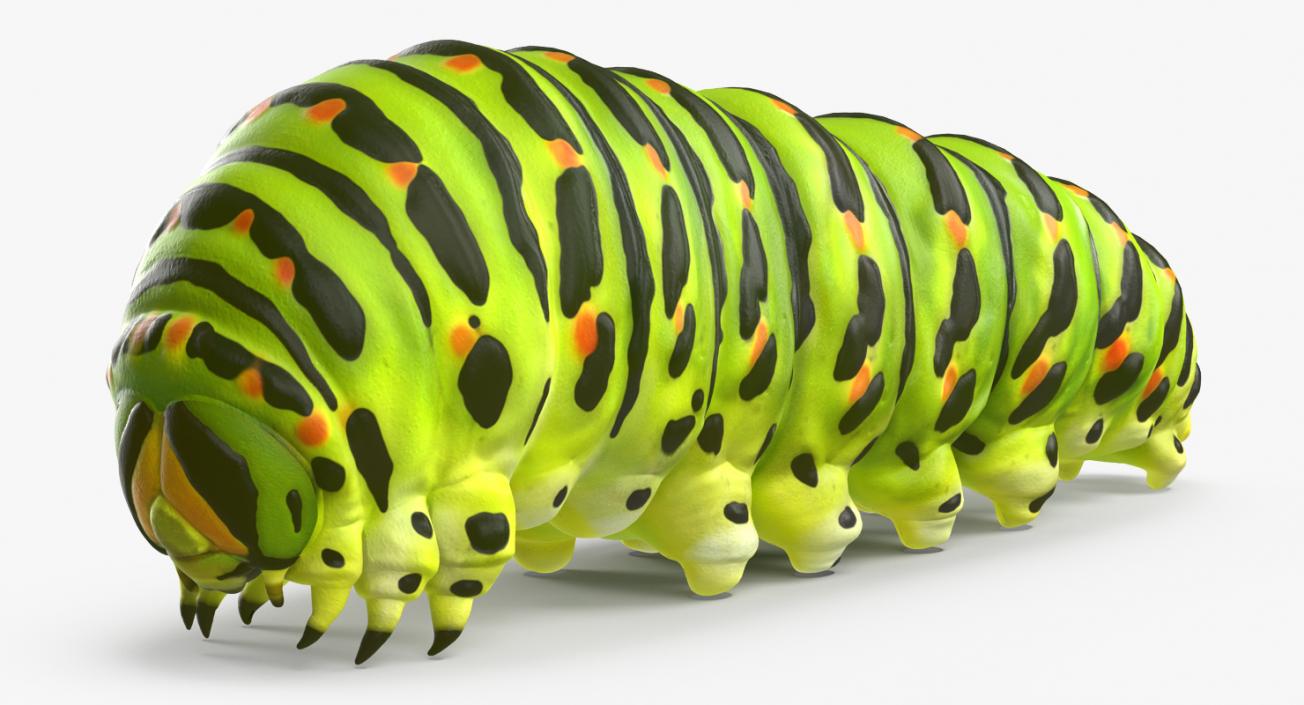 3D model Swallowtail Butterfly and Caterpillar Rigged Collection