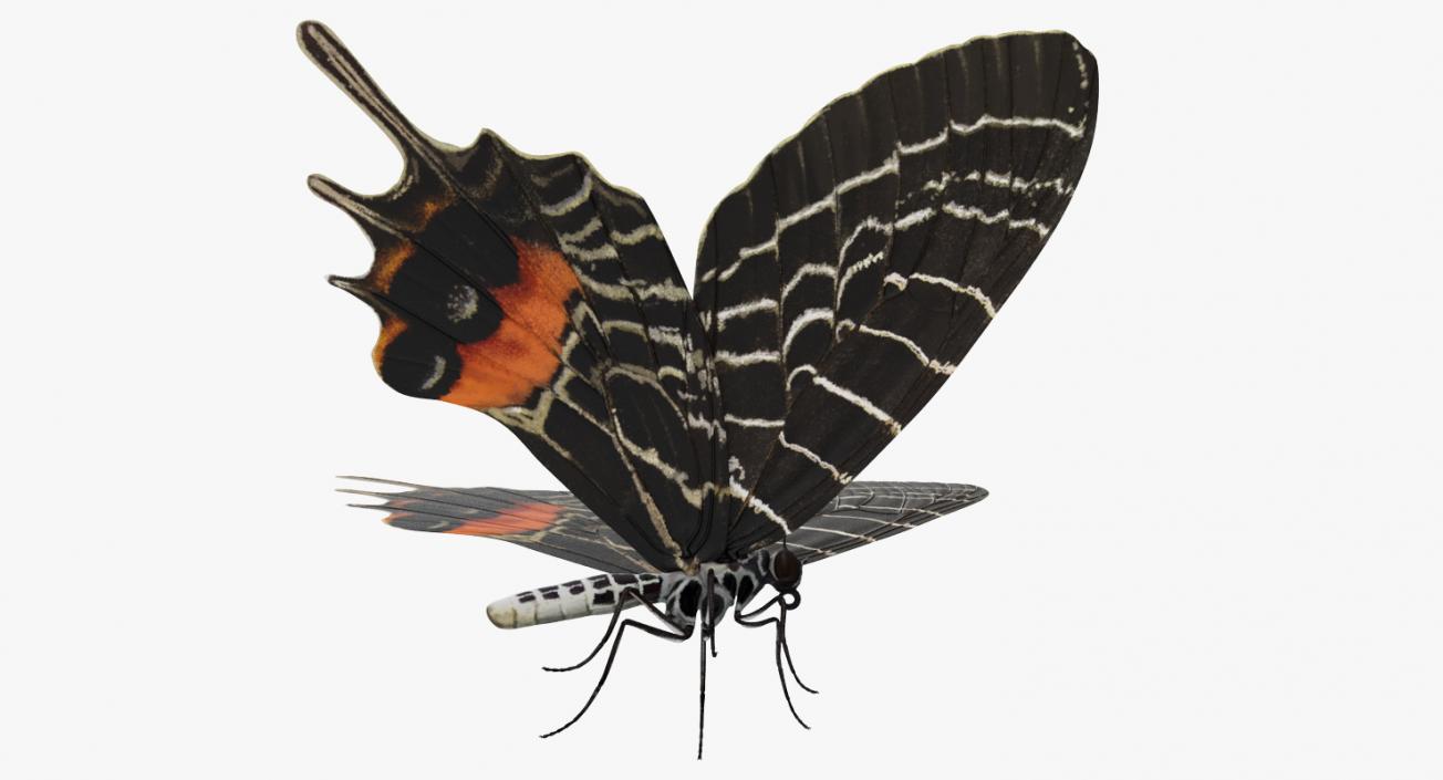 3D model Swallowtail Butterfly and Caterpillar Rigged Collection