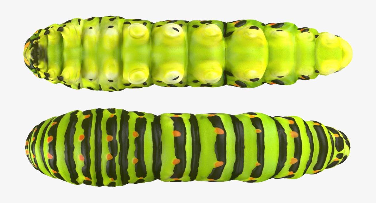 3D model Swallowtail Butterfly and Caterpillar Rigged Collection