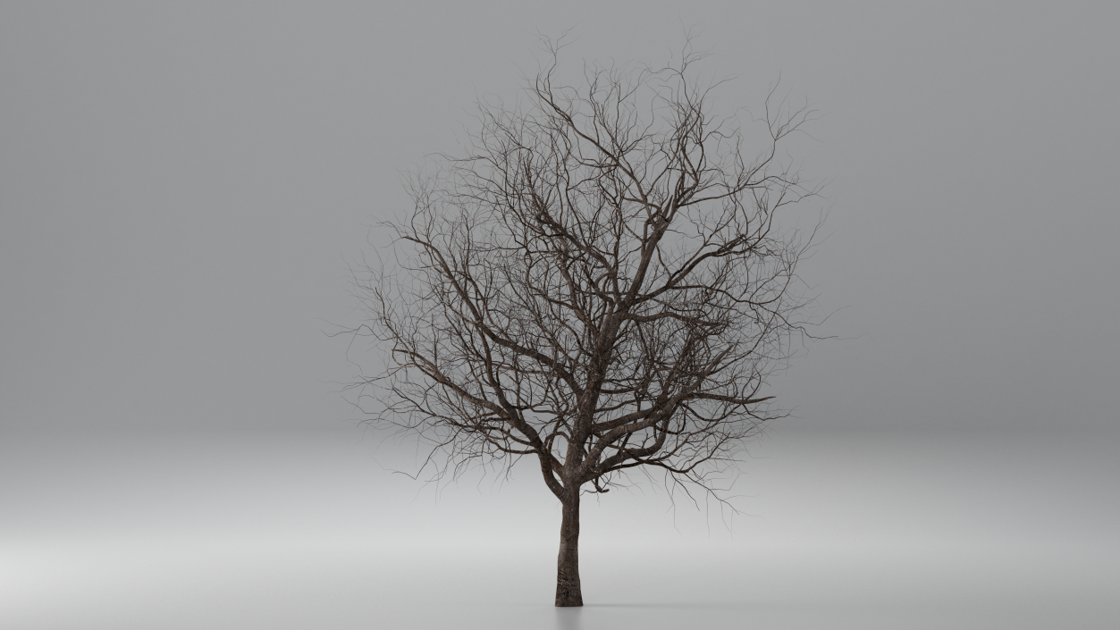 3D Winter Cherry Tree model