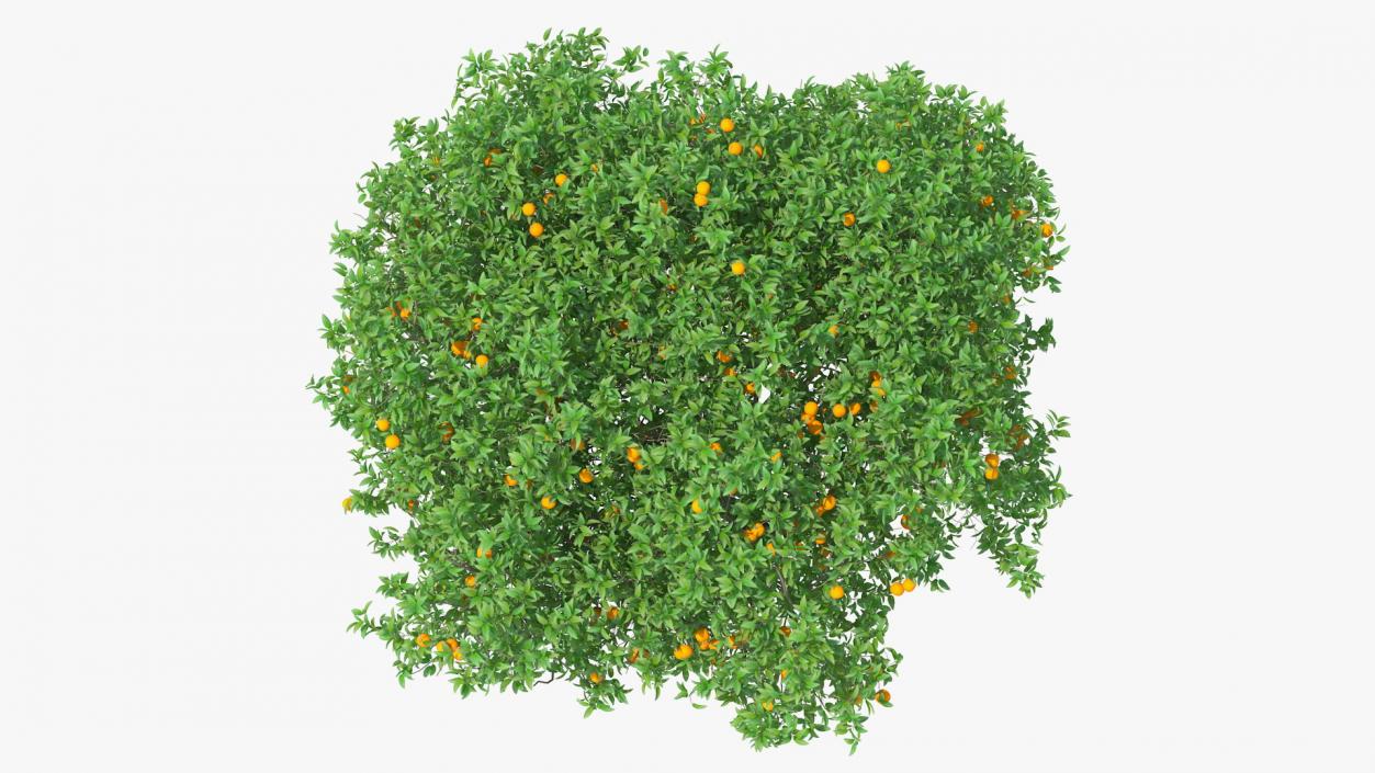 3D Orange Tree with Fruits model