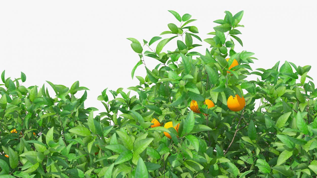 3D Orange Tree with Fruits model