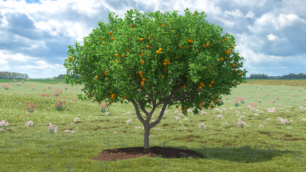 3D Orange Tree with Fruits model