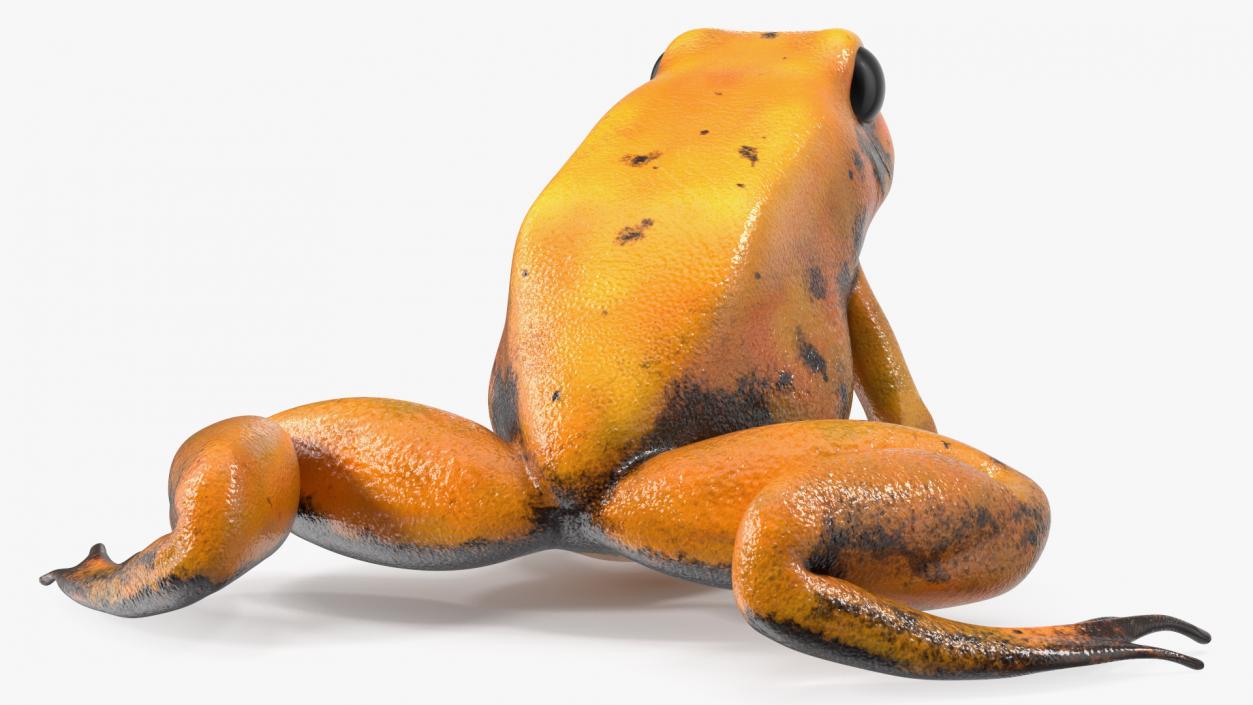 3D model Orange Golden Poison Frog