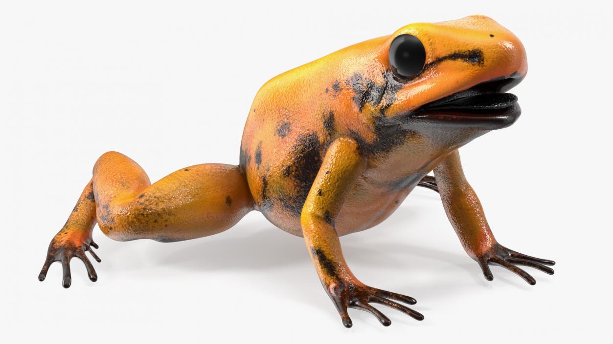 3D model Orange Golden Poison Frog