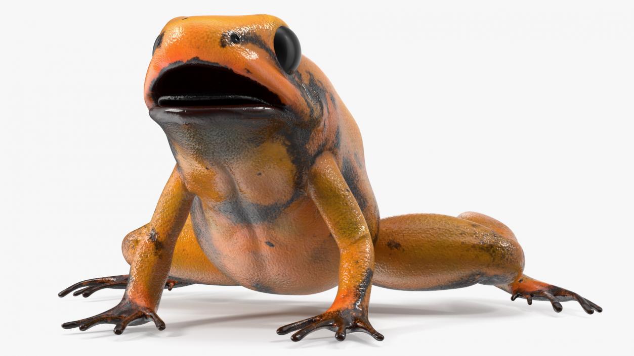 3D model Orange Golden Poison Frog