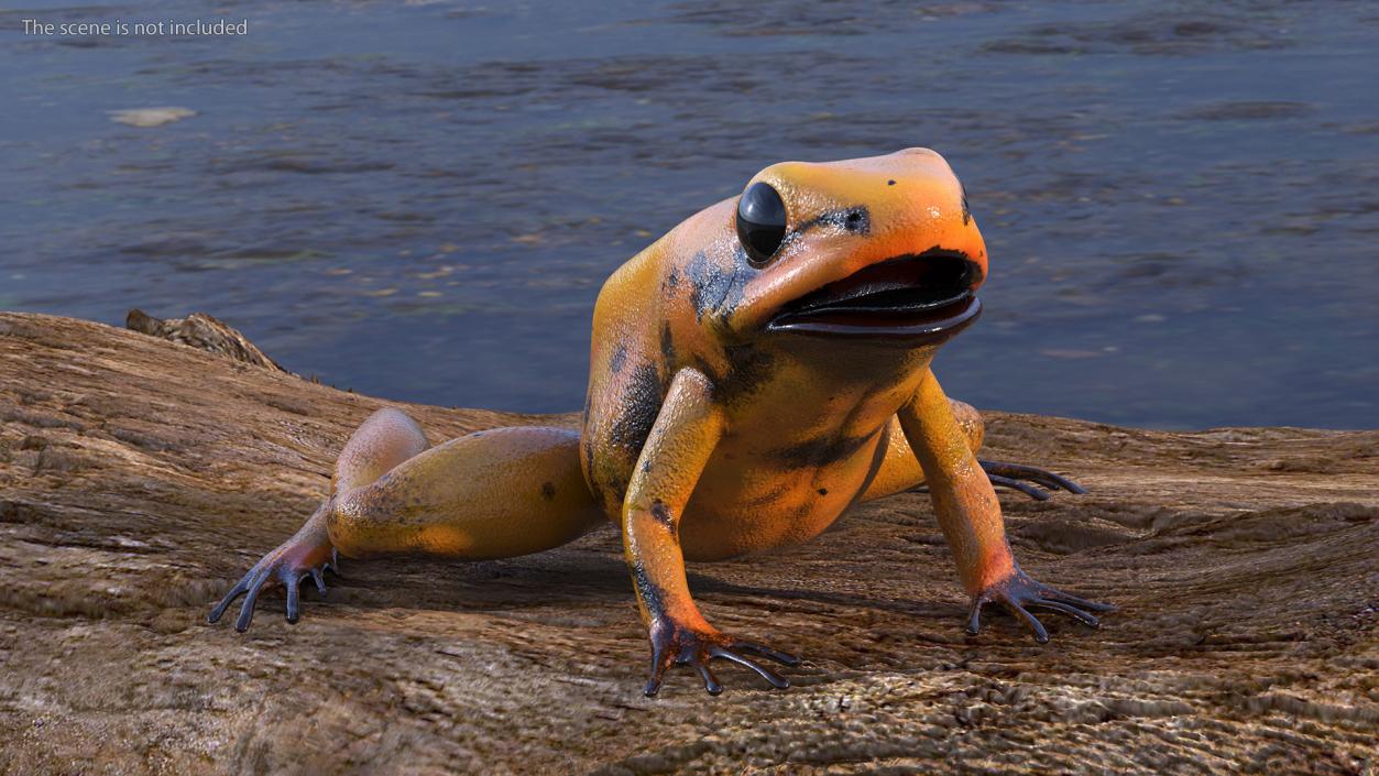 3D model Orange Golden Poison Frog