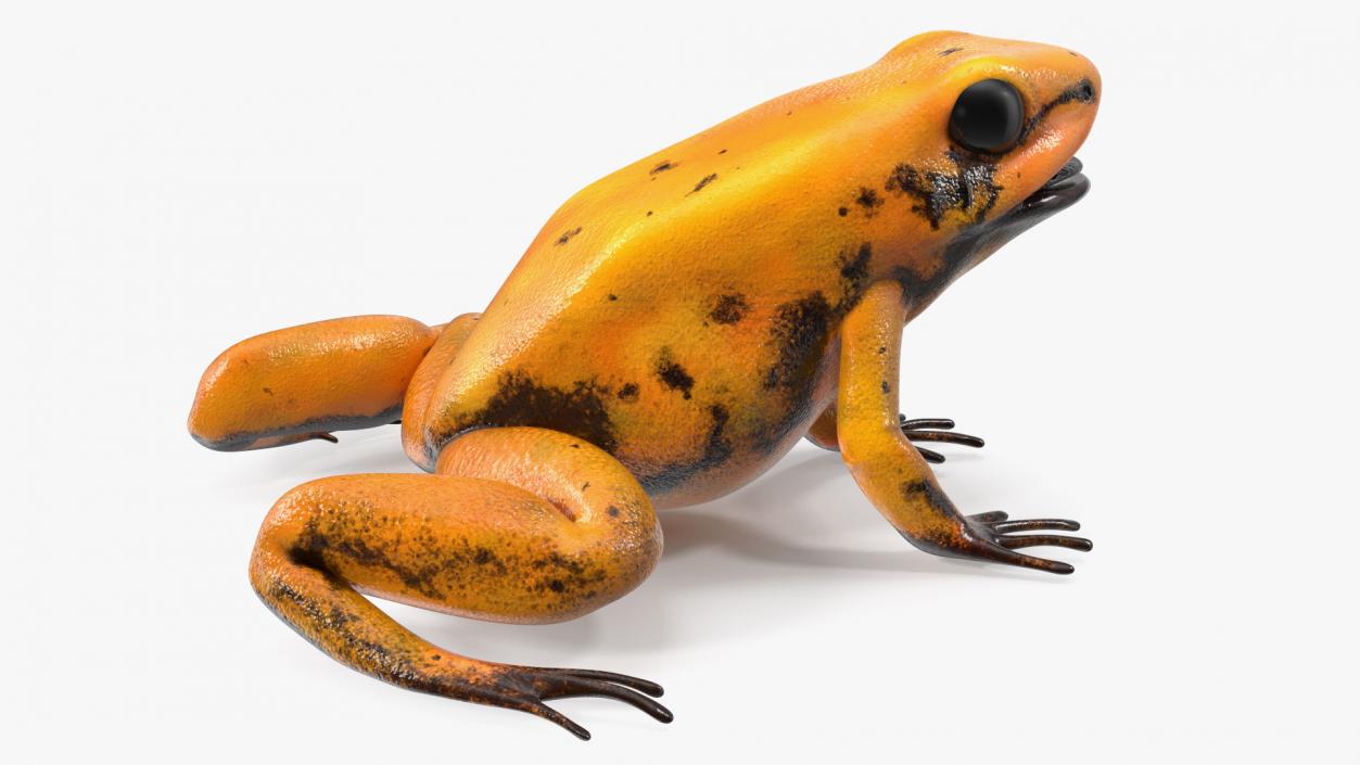 3D model Orange Golden Poison Frog