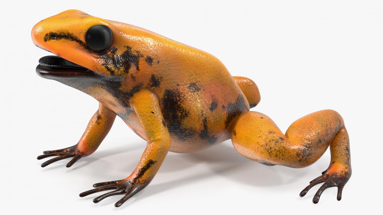 3D model Orange Golden Poison Frog