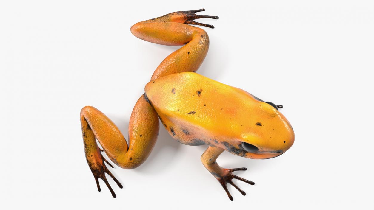 3D model Orange Golden Poison Frog