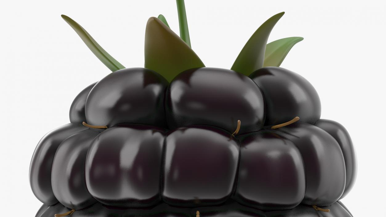 3D Fresh Blackberry