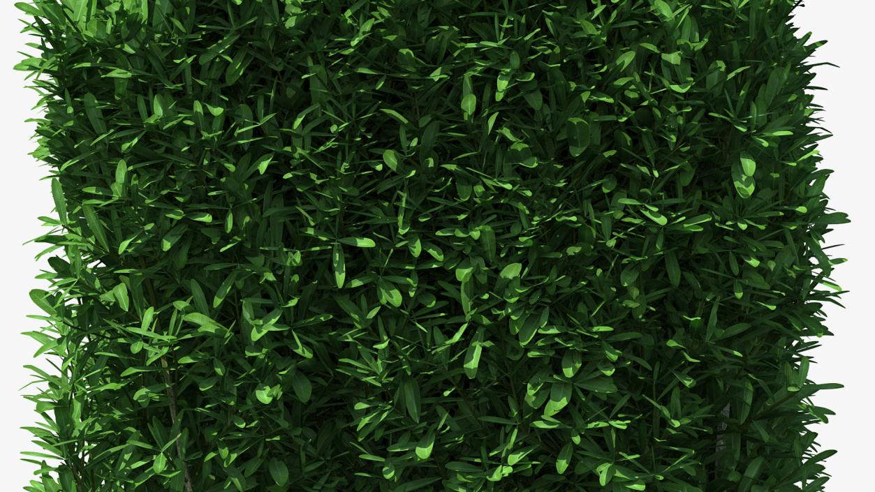 Boxwood Square Bush 3D model