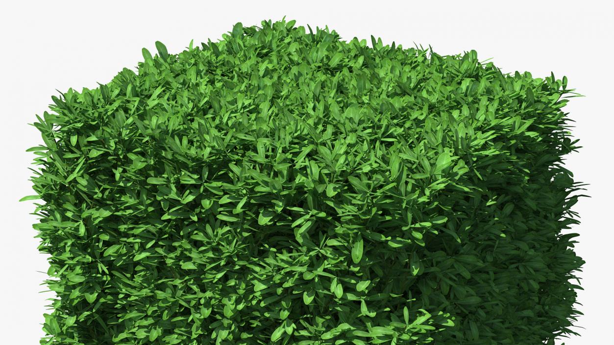 Boxwood Square Bush 3D model