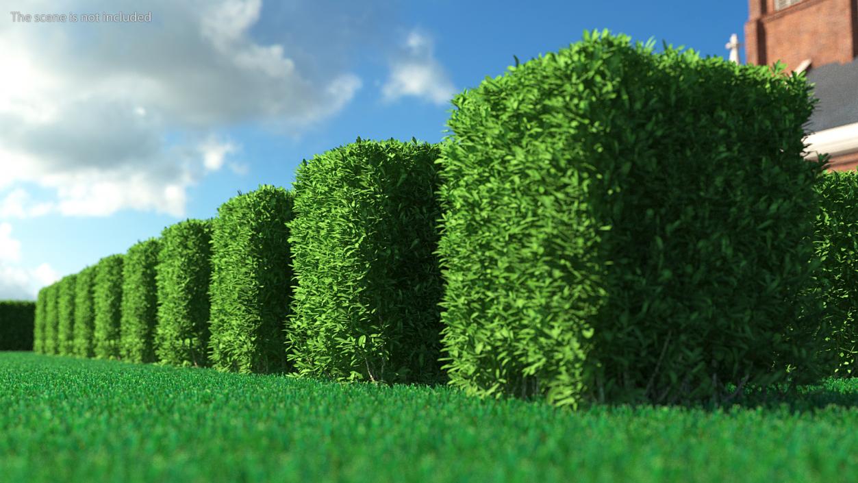 Boxwood Square Bush 3D model