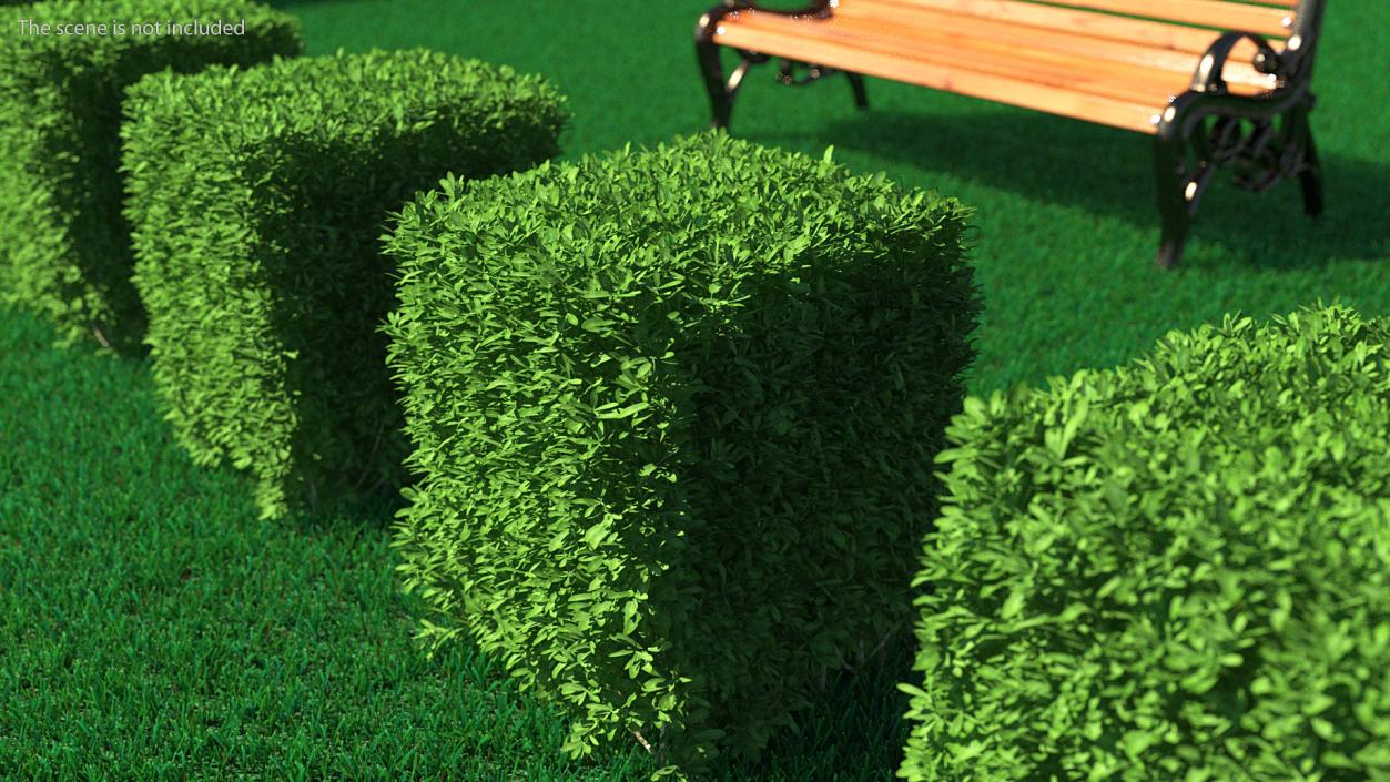 Boxwood Square Bush 3D model