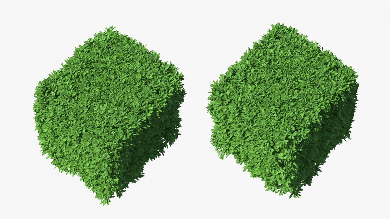 Boxwood Square Bush 3D model