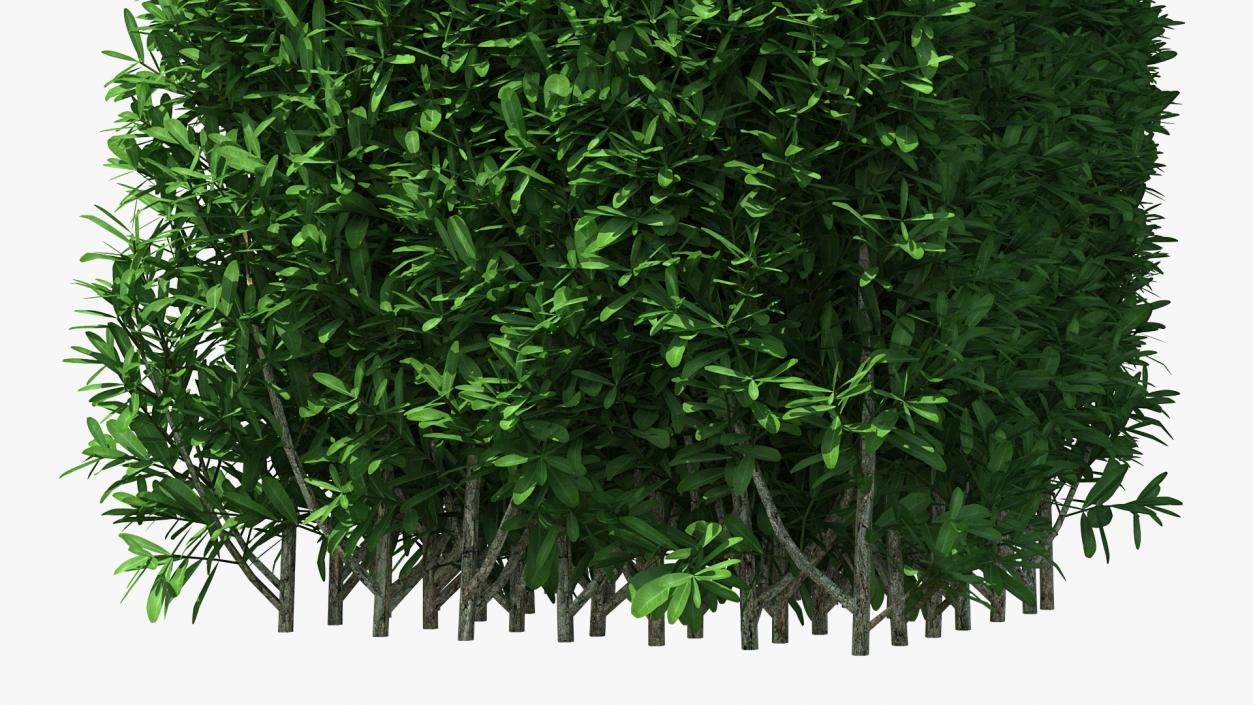 Boxwood Square Bush 3D model