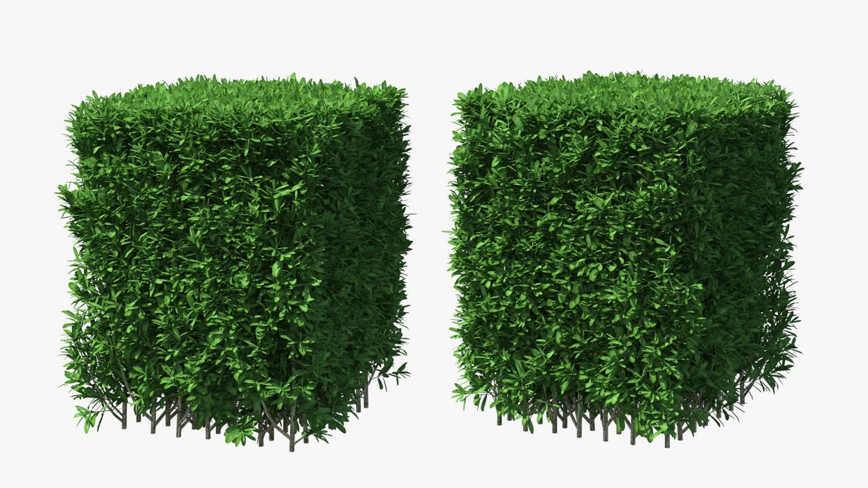 Boxwood Square Bush 3D model