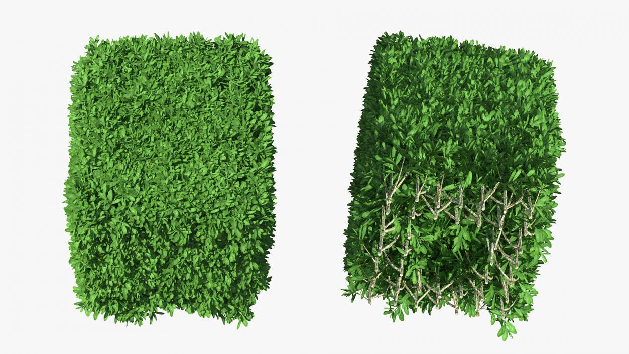 Boxwood Square Bush 3D model