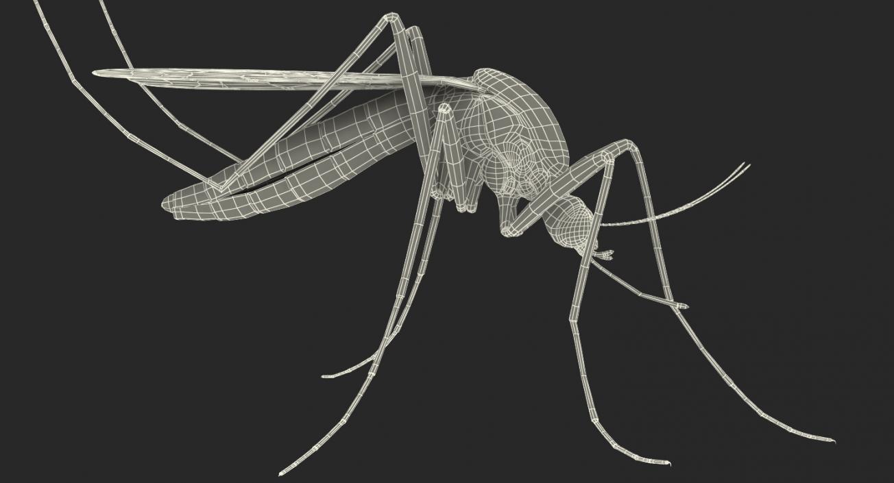 Mosquito Pose 3 with Fur 3D model