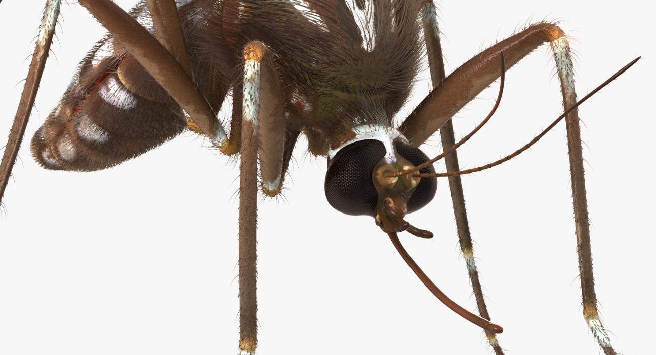 Mosquito Pose 3 with Fur 3D model