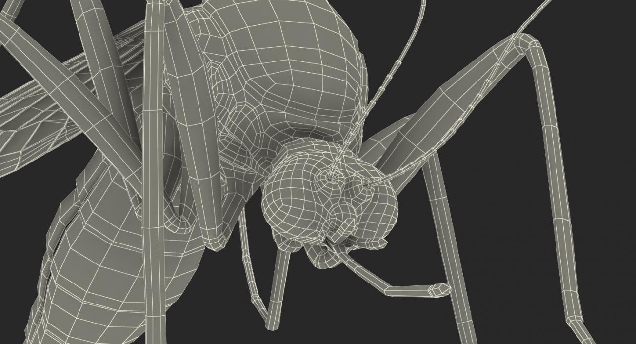 Mosquito Pose 3 with Fur 3D model