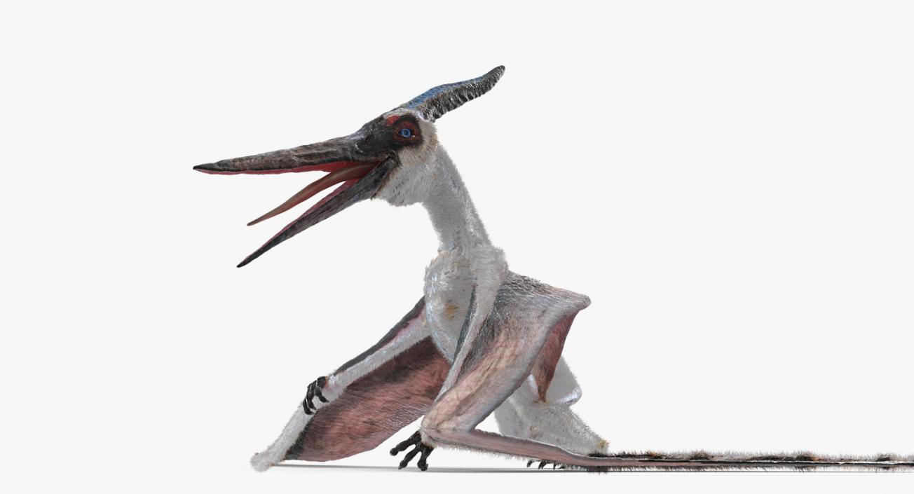 Pterosaur Pteranodon White Standing Pose with Fur 3D model