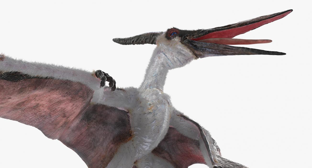 Pterosaur Pteranodon White Standing Pose with Fur 3D model