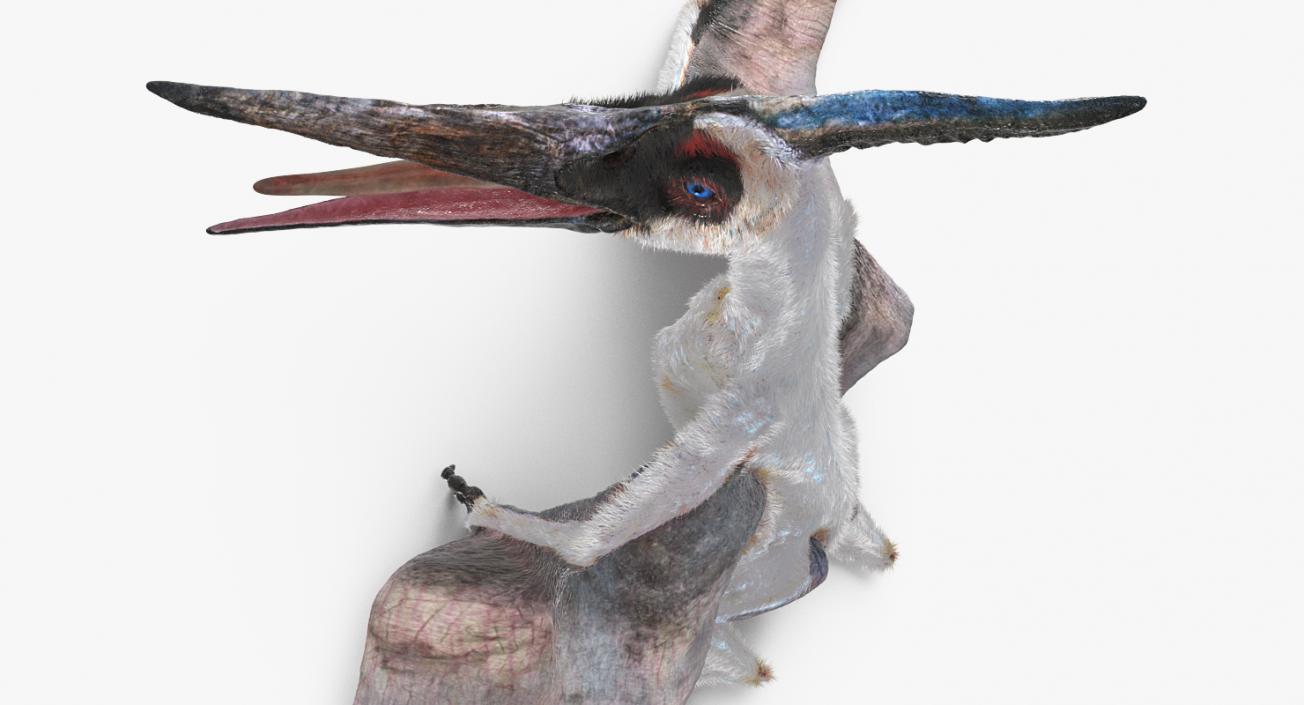 Pterosaur Pteranodon White Standing Pose with Fur 3D model