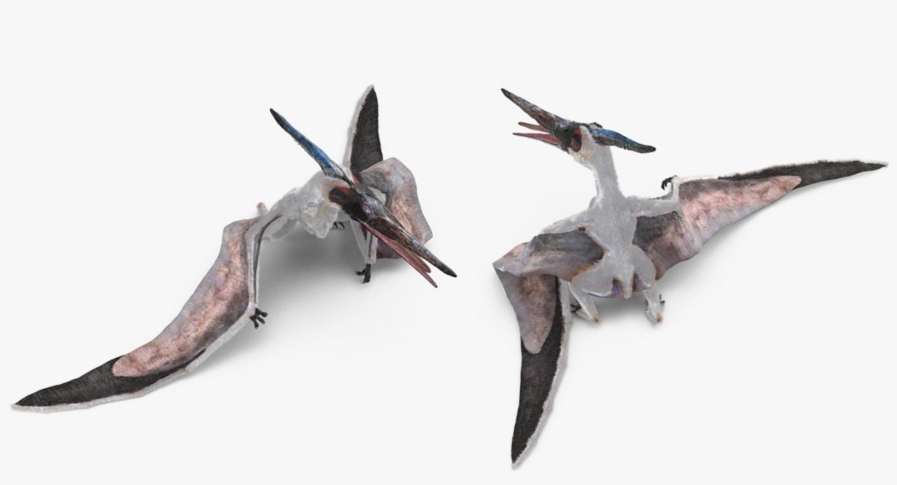 Pterosaur Pteranodon White Standing Pose with Fur 3D model