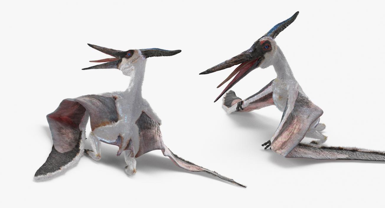 Pterosaur Pteranodon White Standing Pose with Fur 3D model