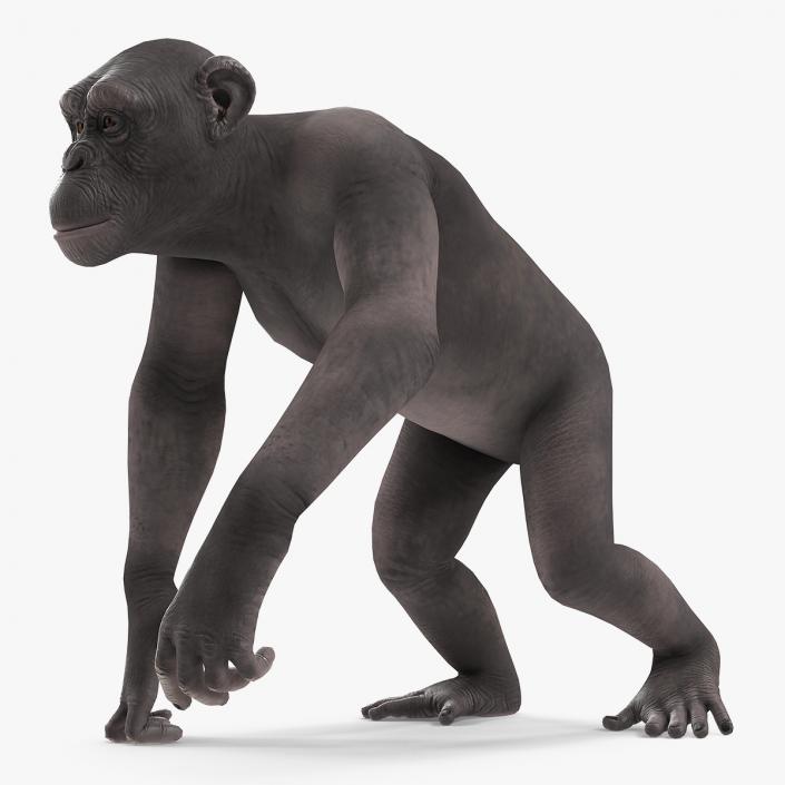 3D Walking Dark Chimpanzee model