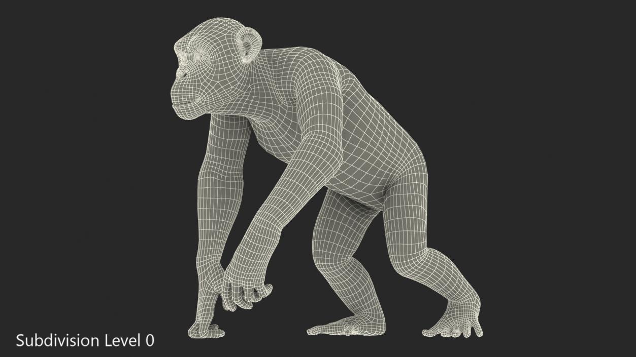 3D Walking Dark Chimpanzee model