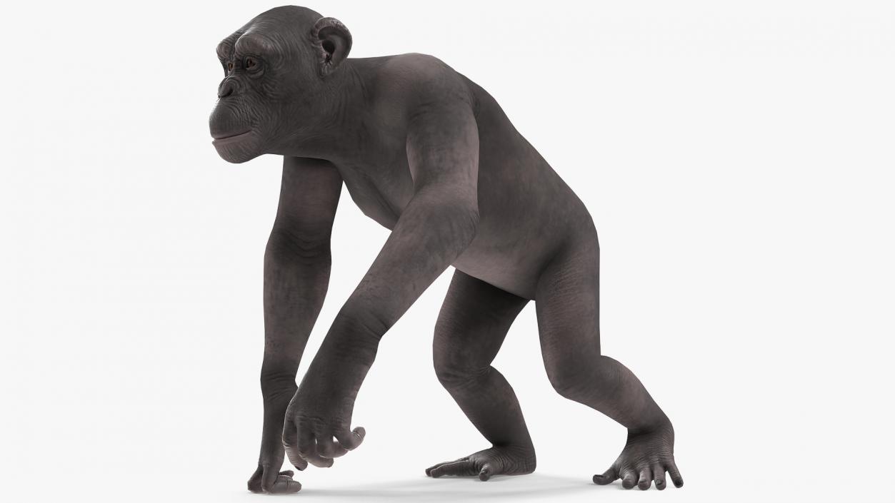 3D Walking Dark Chimpanzee model