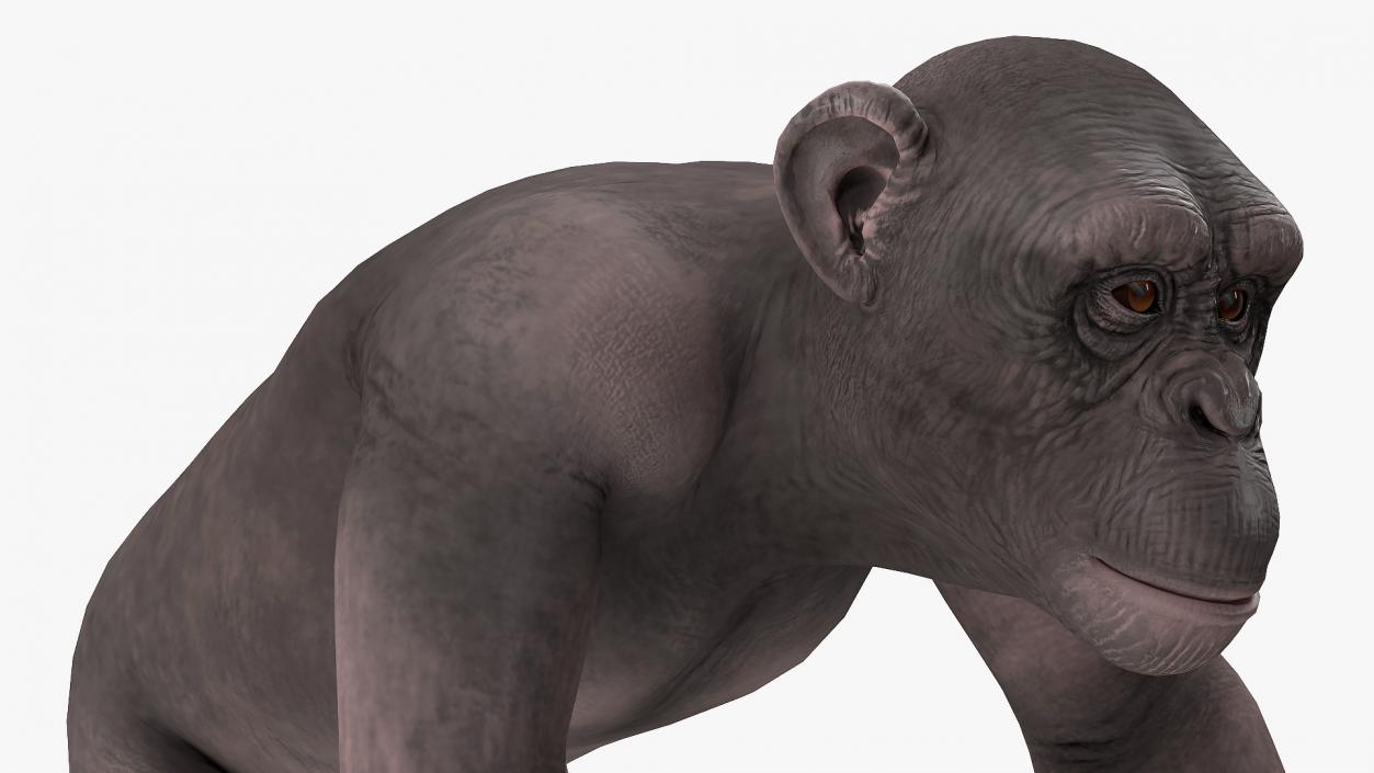 3D Walking Dark Chimpanzee model