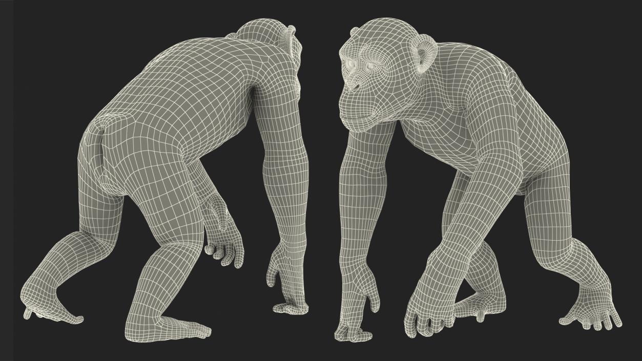 3D Walking Dark Chimpanzee model