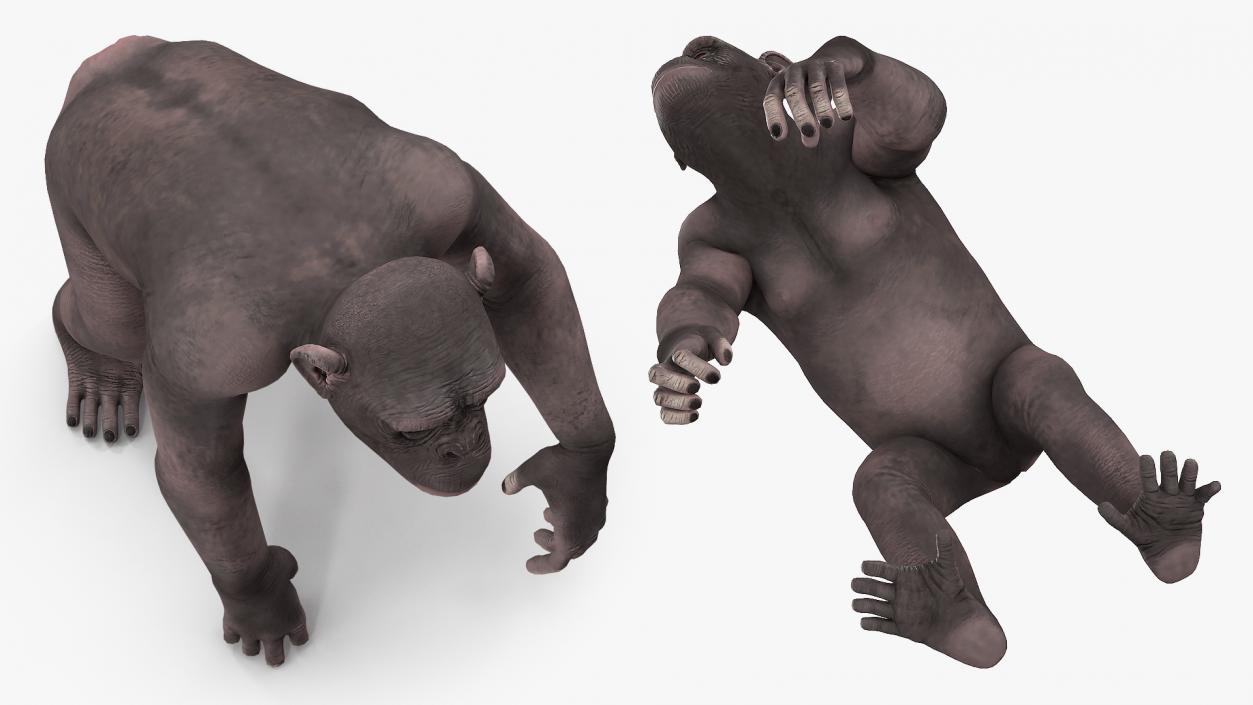 3D Walking Dark Chimpanzee model