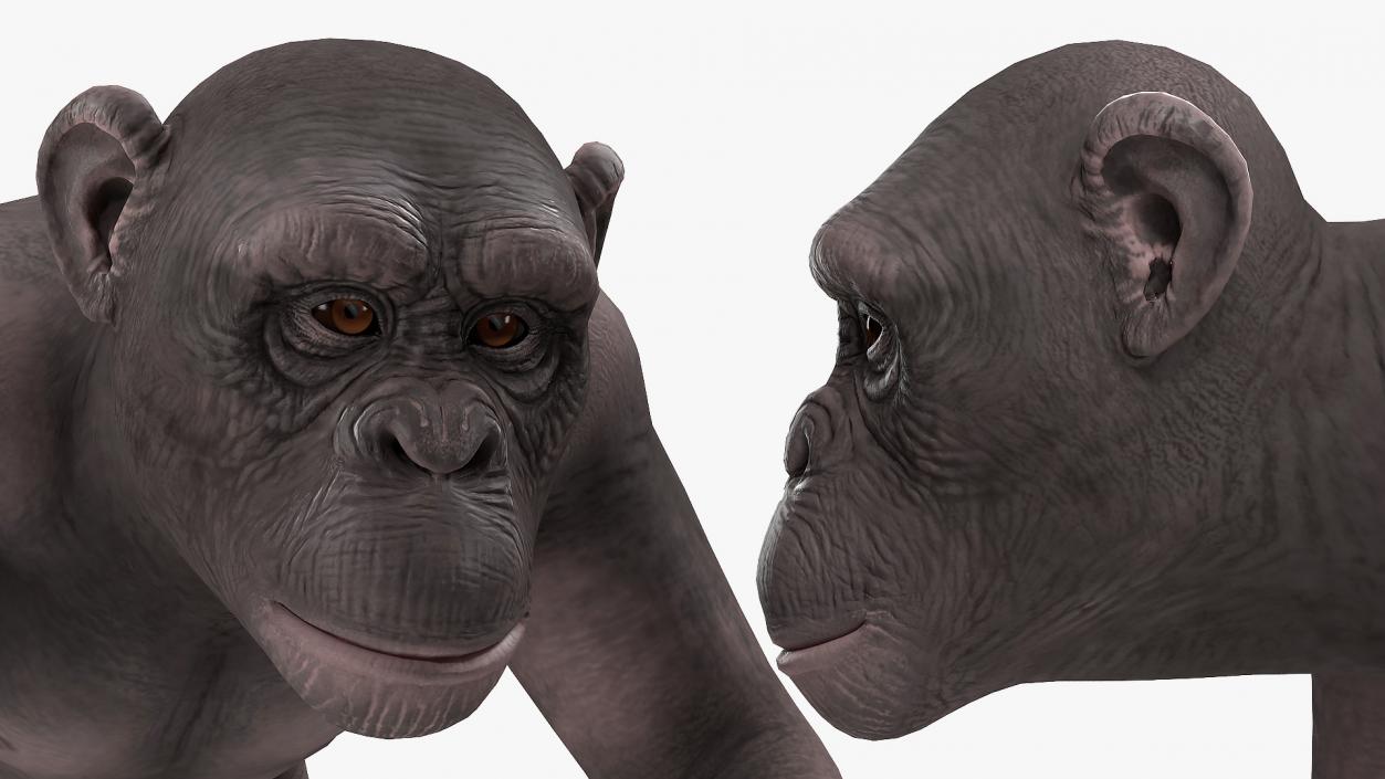 3D Walking Dark Chimpanzee model