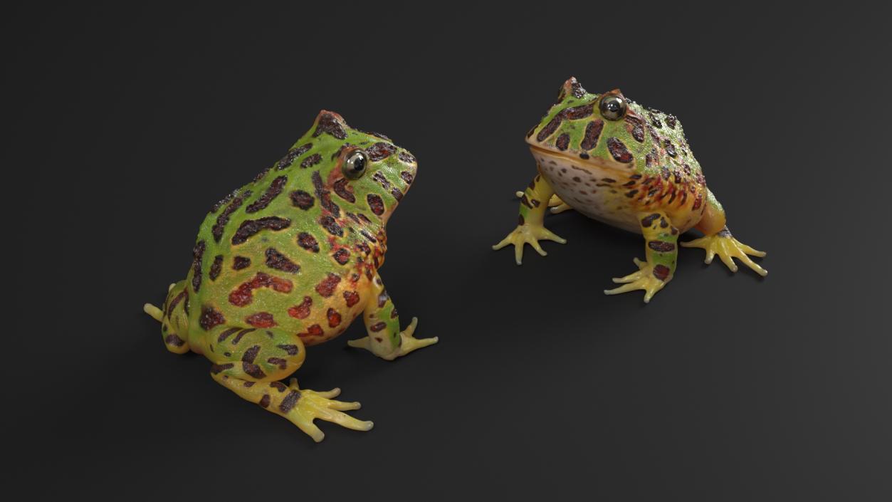 3D Ceratophrys Ornata Frog model