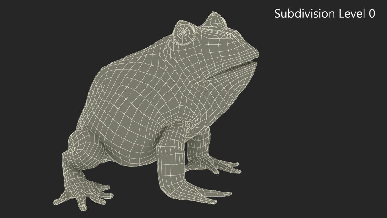 3D Ceratophrys Ornata Frog model