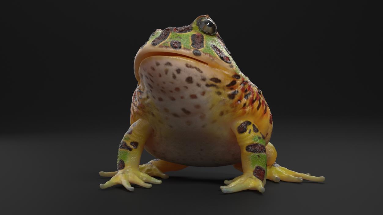 3D Ceratophrys Ornata Frog model