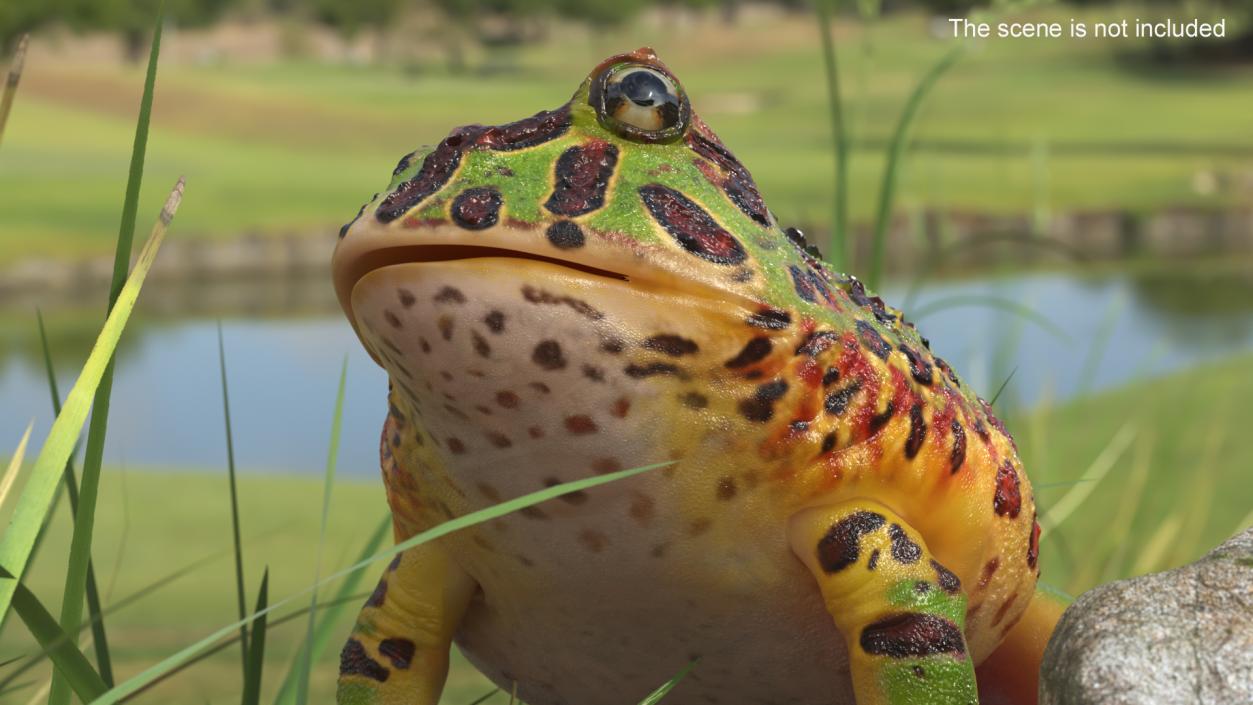 3D Ceratophrys Ornata Frog model