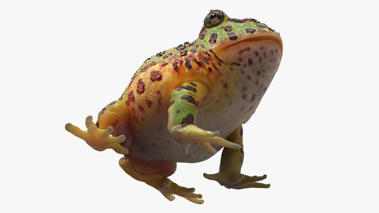 3D Ceratophrys Ornata Frog model