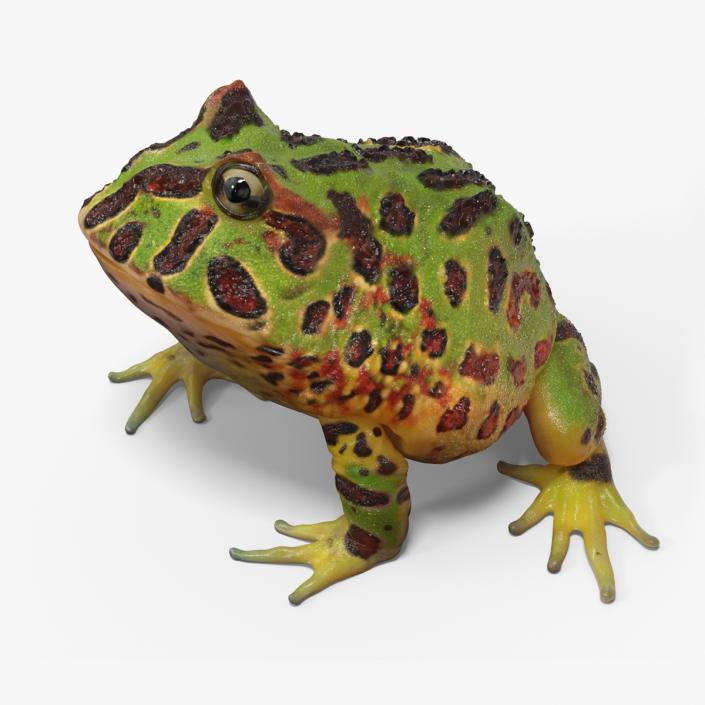 3D Ceratophrys Ornata Frog model