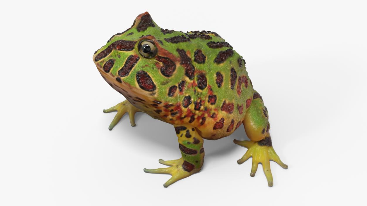 3D Ceratophrys Ornata Frog model